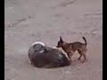 dog humping air.lol