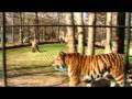 videos de Cape May Zoo
