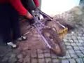 V5 sachs cross (SIS RE 50)