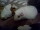 Guinea Pig Play Time - Corner Coaxing
