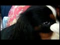 Truffles Sleeps