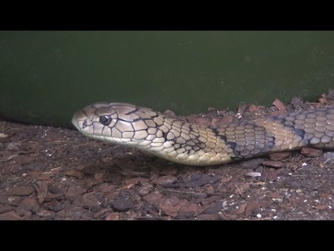 YouTube reptile video