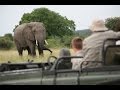 videos de Royal Treatment Feeling like a king in Kruger