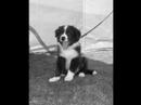 collie dogs collie dogs