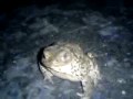 Ropucha Ropucha