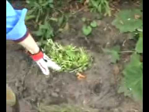 how to replant a hosta