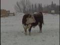 MC Quantock Bull Sale 2008 - Chapter 07 - Herefords