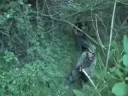 Part Three -June 21st 2008 Airsoft Battle