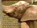 Untamed and Uncut- Electrified Elephant