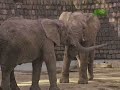 Untamed and Uncut- Electrified Elephant