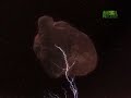 Untamed and Uncut- Electrified Elephant