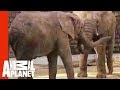 Electrified Elephant