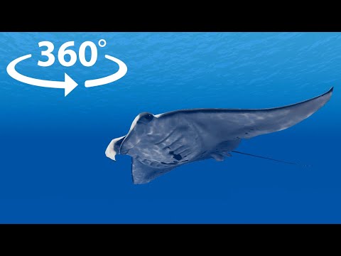 Underwater Exploration 360° VR Video - YouTube