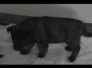 Elkhound Puppies