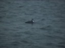 Great Northern Diver (Gavia immer)