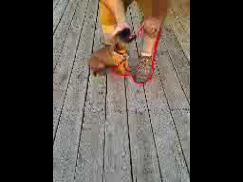 8 week old Mastiff Male puppy