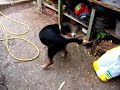 crazy doggy