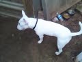 Bull Terrier vs. Chihuahua!