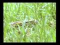 vervet snake call