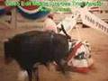 Jackass 2