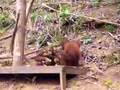 Orangutans