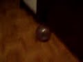 Salchicha el hamster ruso malabarista Salchicha el hamster ruso malabarista