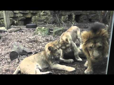 ASIATIC LION