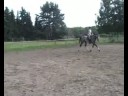 dressage