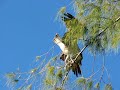 Fish catches Osprey