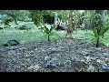 Crysis Editor Tech Demo