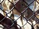 Aoudad Feeding