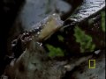Chameleon Babies