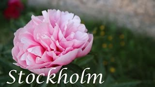 // STOCKHOLM //