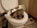 Butter's-First-Step-in-Toilet-Training