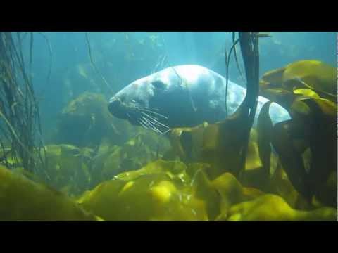 vidéos chasse sous marine hd - Mon site http://sites.google.com/site/koolshark29/ Profondeur max 15m , filmé en lumière naturelle et en apnée départ à la palme ...