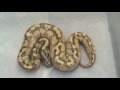 09-clutch-13-Enchi-L