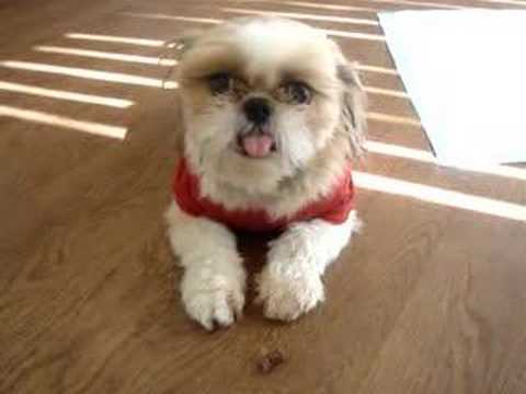 shihtzu