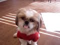 Therapy dog Hana showing off what she learned at school