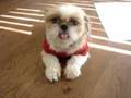 Therapy dog shih tzu Hana