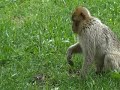 Monkey and baby bird (Rocamadour, France) Monkey and baby bird (Rocamadour, France)