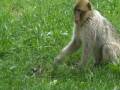 videos de Monkey and baby bird (Rocamadour, France)