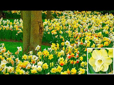 how to replant bulbs