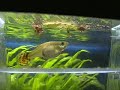 Guppy Geburt !!!