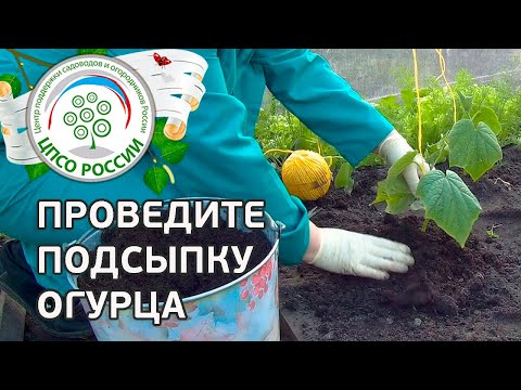 Подсыпка огурца. Выращивание огурцов.