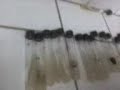 VIDEO  1