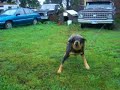 Big Dog Big Dog