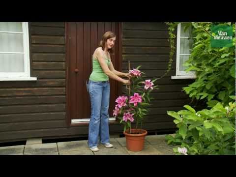 how to grow xmas lilies