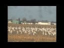 SnowGeese.avi