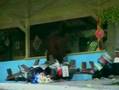 Orang-utan On the Rampage
