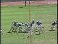 NFL Prospect Jamil abdullah Lindenwood football